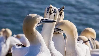 B体育平台_ 中国女足亚运会战术分析：针对性部署与临场应变，女足亚运会预选赛